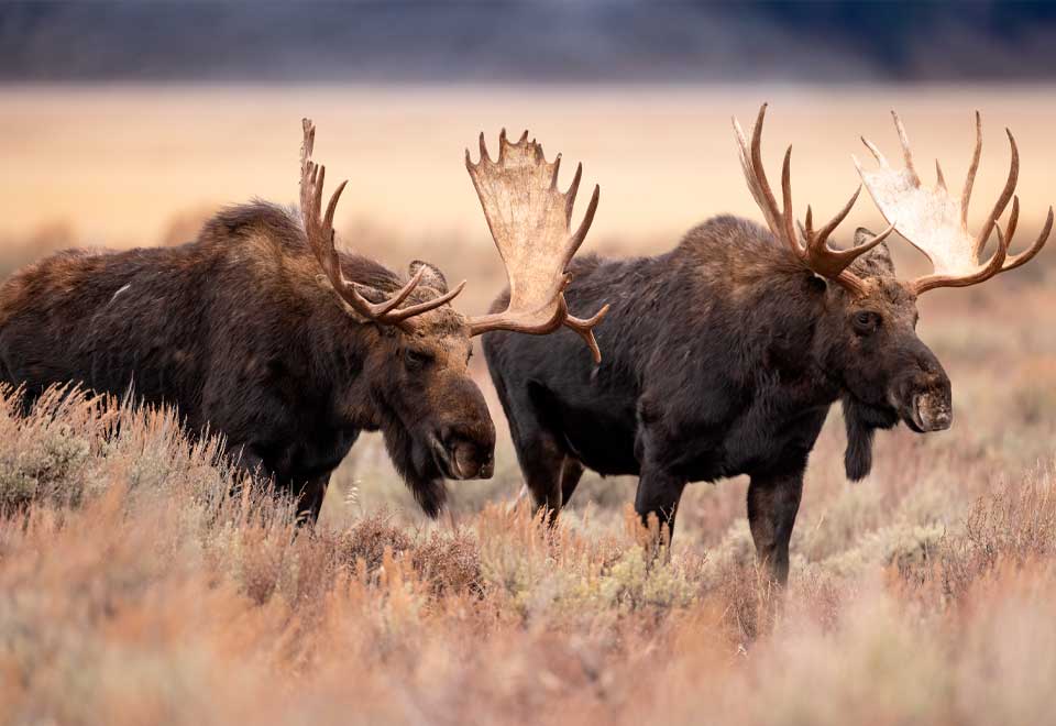 [Video] Dos alces quedaron atrapados por sus cuernos y un árbol