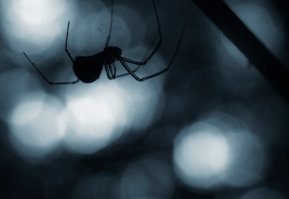 ¿Por qué no debería matar a las arañas que encuentra en su hogar?