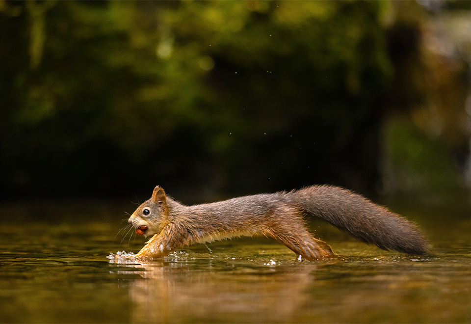 Ardilla experta manejando moto acuática