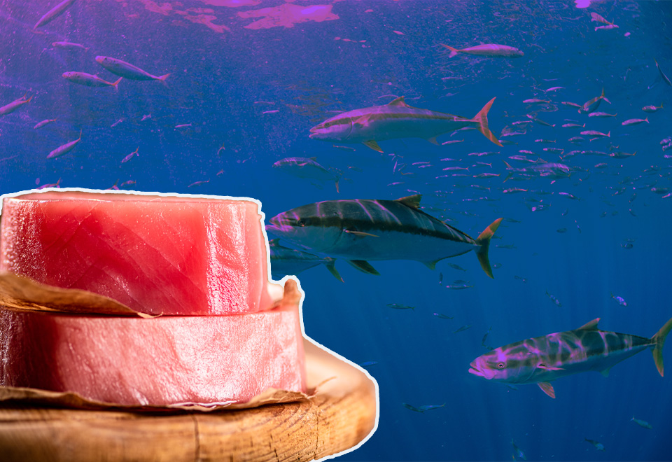 [Video] Estos son algunos secretos del atún