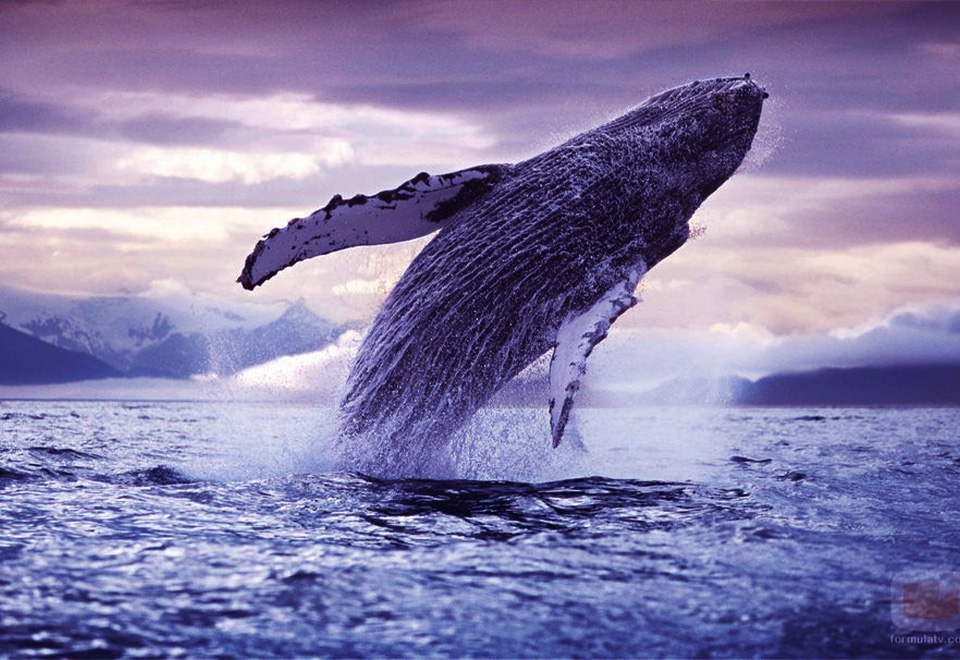 Sorprendente acercamiento a la naturaleza marina