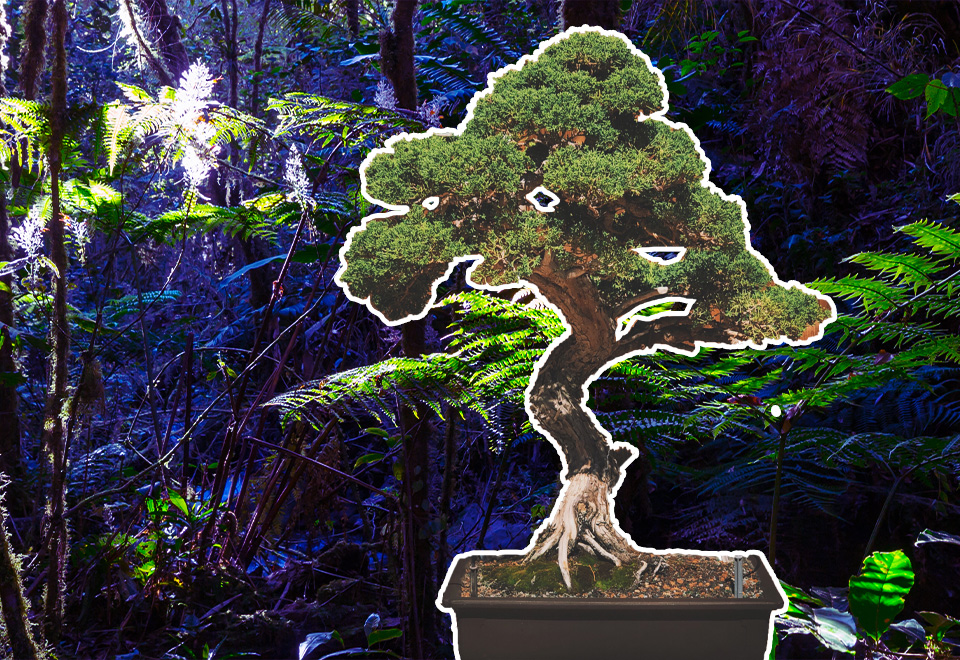 [Video] Conozca los efectos positivos de tener un bonsái en su hogar