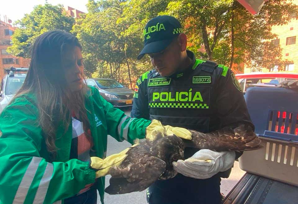 Encontraron un Búho en medio de los incendios en Bogotá
