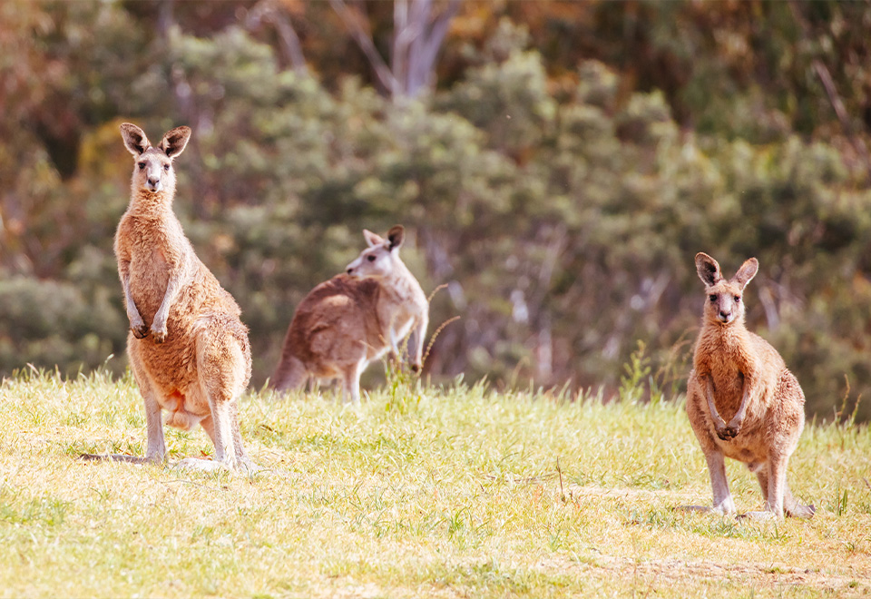 [Video] Golpes inesperados de parte de un canguro