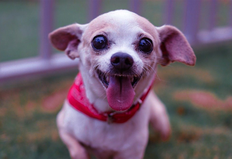 La tierna forma de pedir caricias