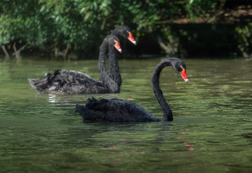 ¿Un cisne con mascotas?