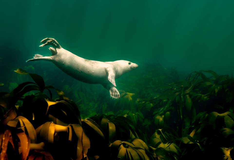 [Video] Foca pensó que buzo se estaba ahogando y ¡mire lo que pasó!