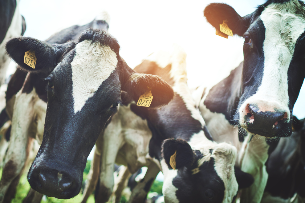 El Niño amenaza con encarecer los lácteos y prende alertas en el Congreso