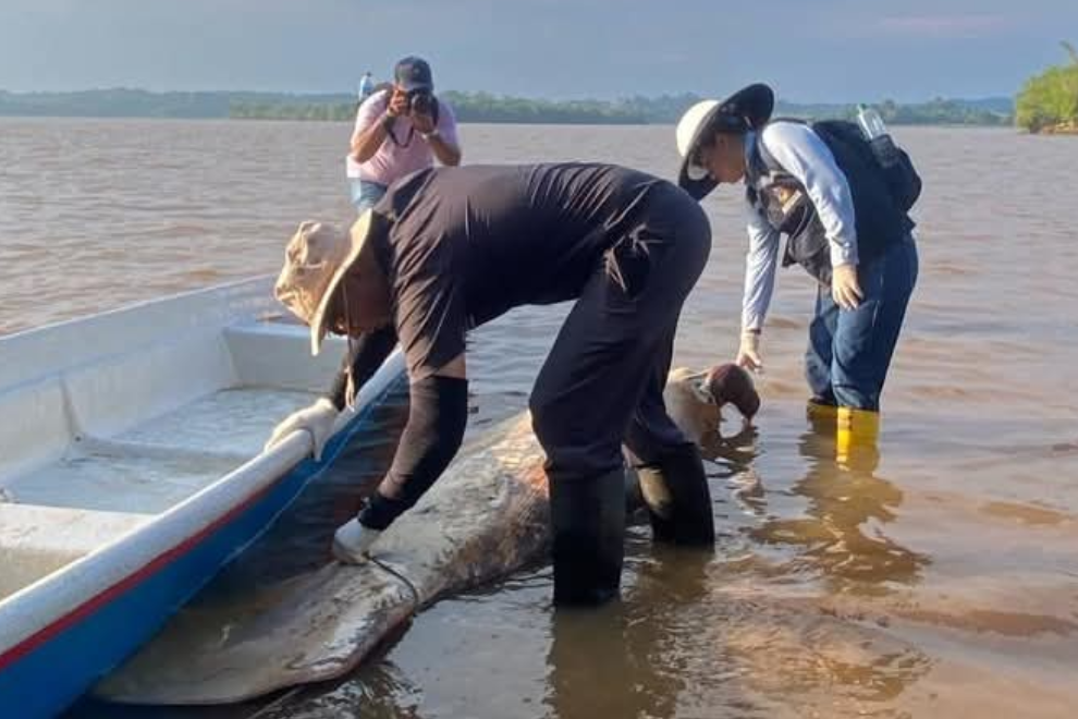 Mortandad de manatíes y peces por derrame de materiales tóxicos en Colombia