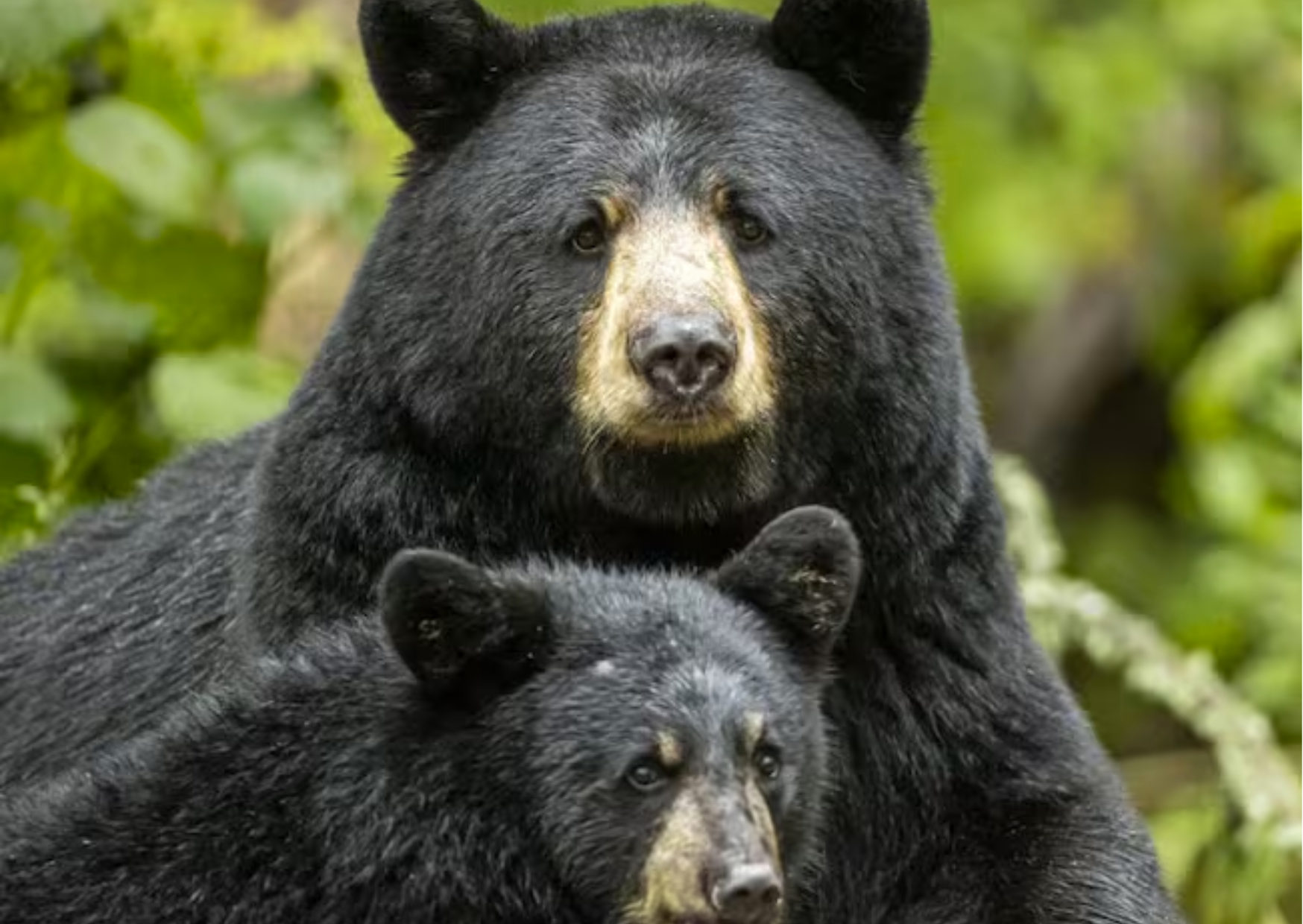 Ternura en Chingaza: Cría de oso andino juega y escala frailejones