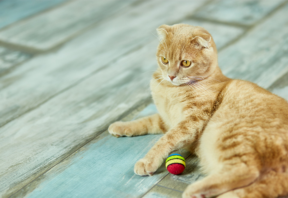 Mejor arquero no hay