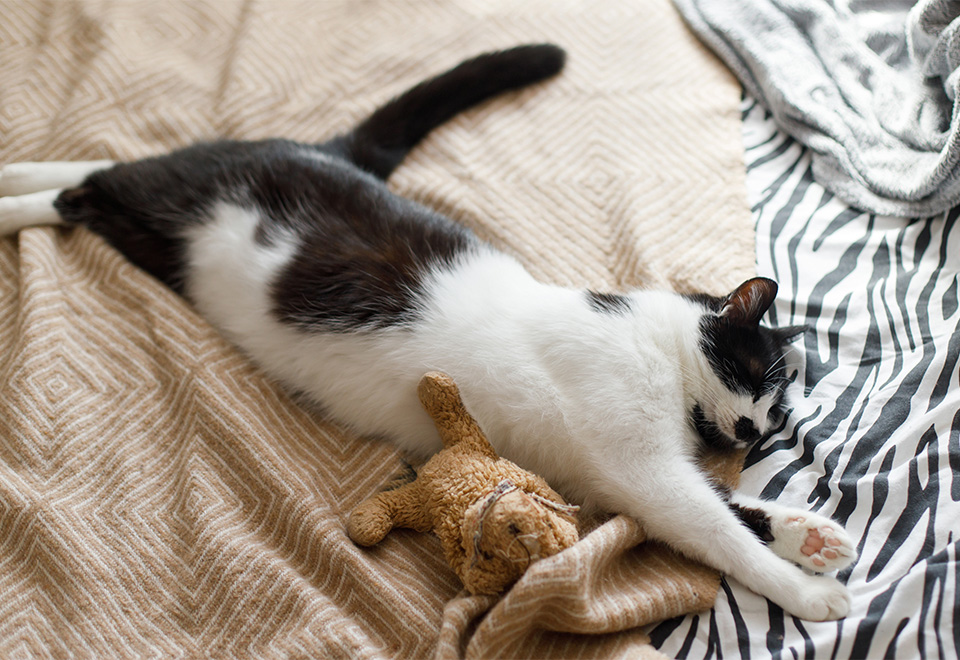[Video] Tierna reacción de un gato junto a su dueño