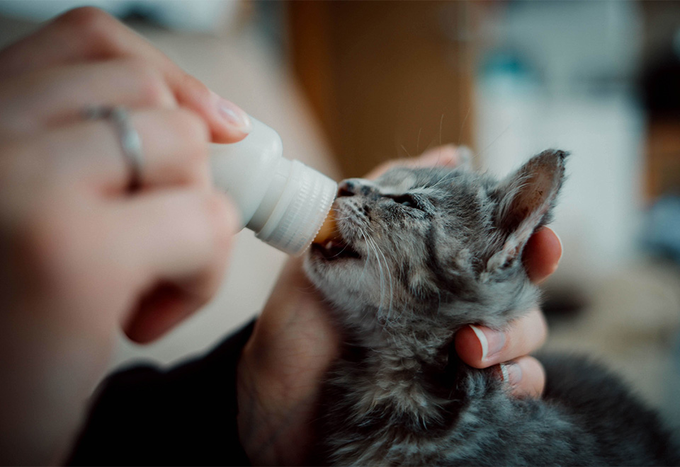 Tierna lucha entre felinos