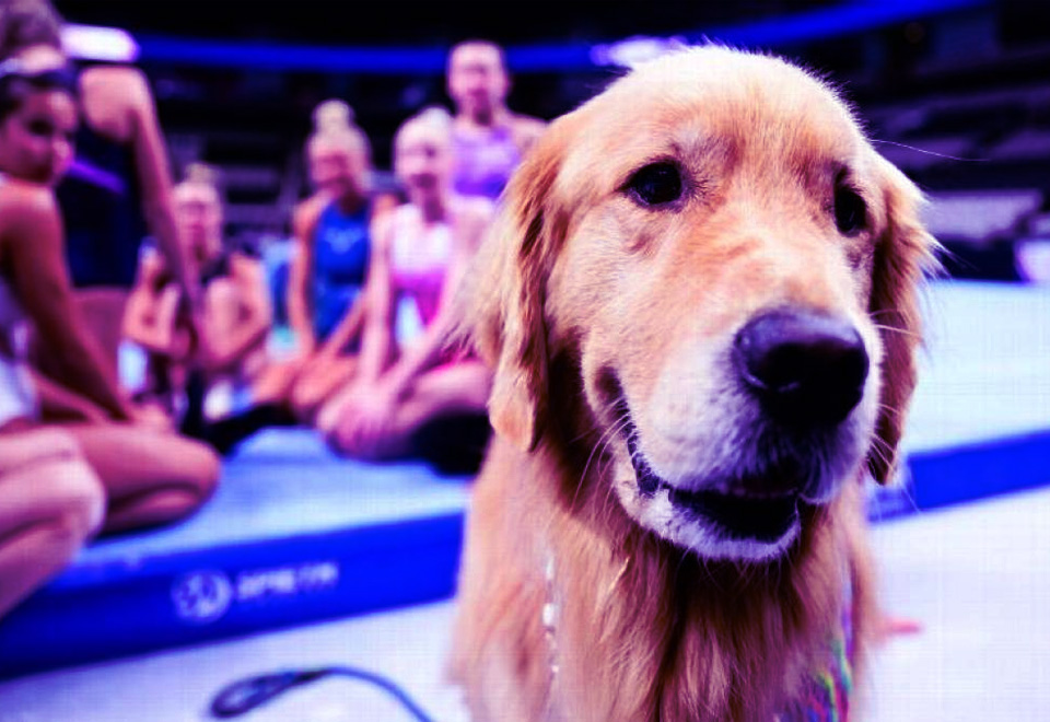 Un perro en los Juegos Olímpicos París 2024