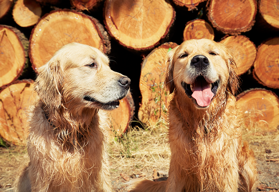 [Video] ¿Usted qué haría si su perro hace esto?