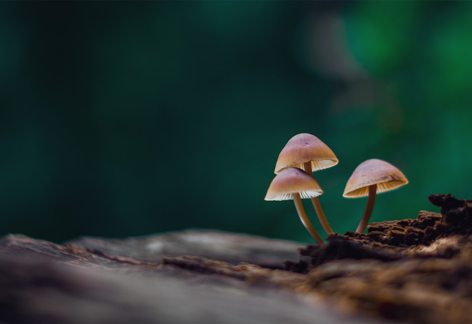 Impresionante vista dentro de un árbol