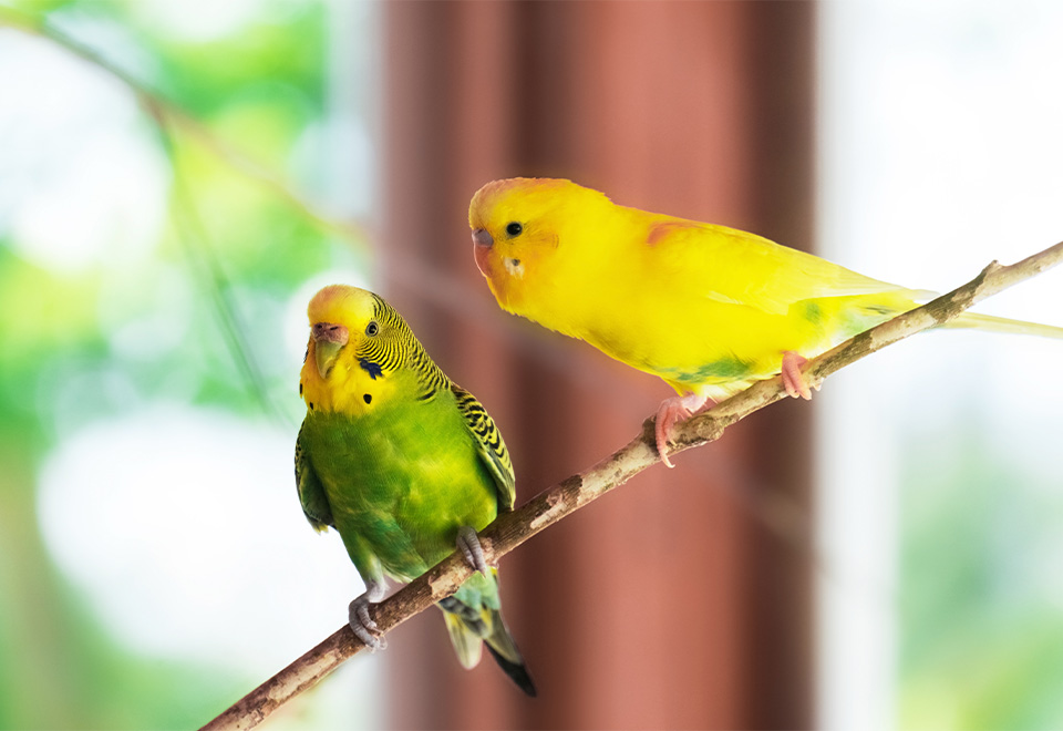 La alegría de ganar