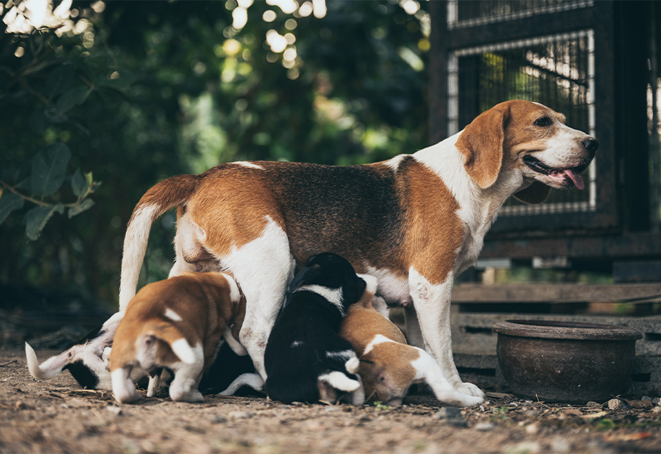 [Video] Nadie enseña como mamá