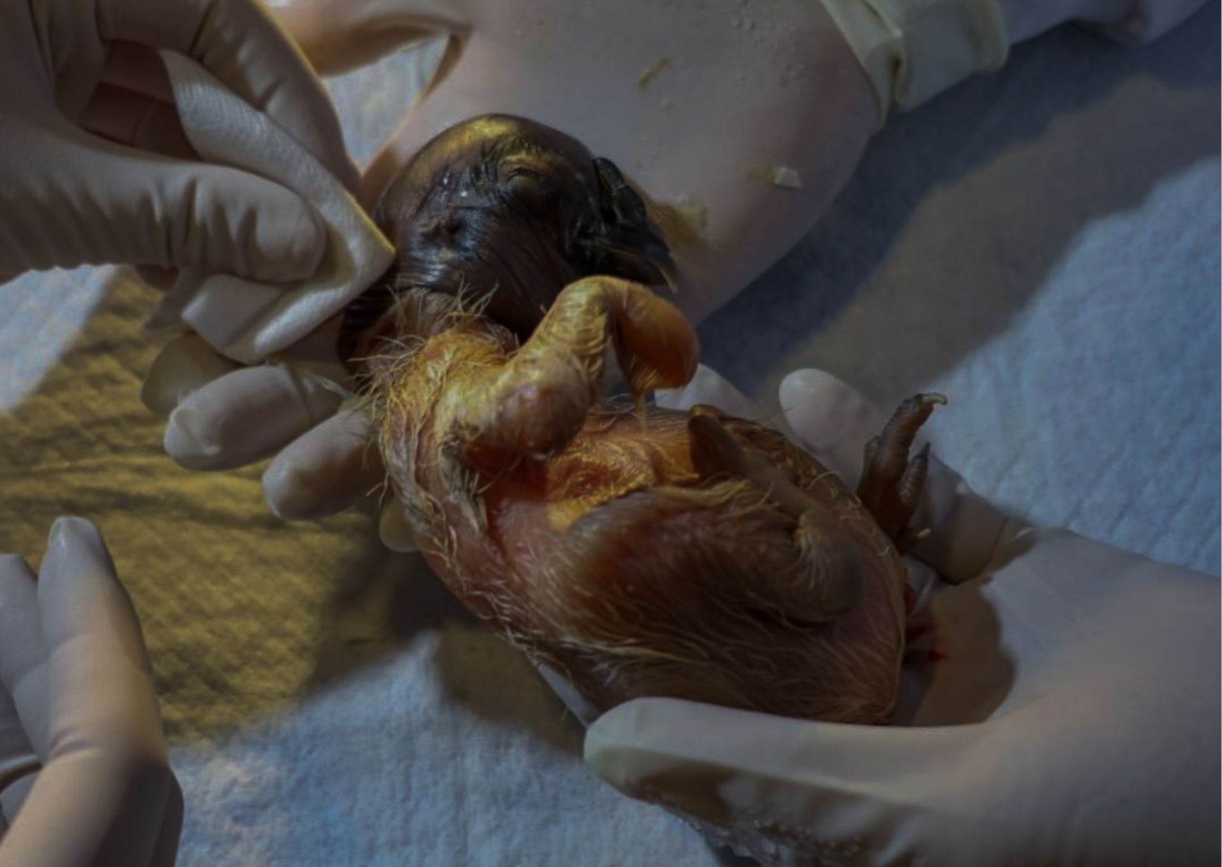 El Parque Jaime Duque celebró un logro histórico en la conservación del cóndor Andino