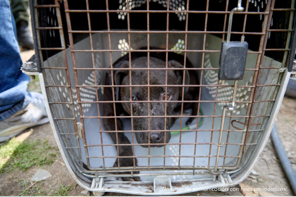 Desmantelan red internacional de peleas de perros en La Calera: 13 capturados