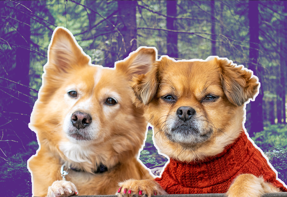 [Video] Estos son los nombres más usados para las mascotas