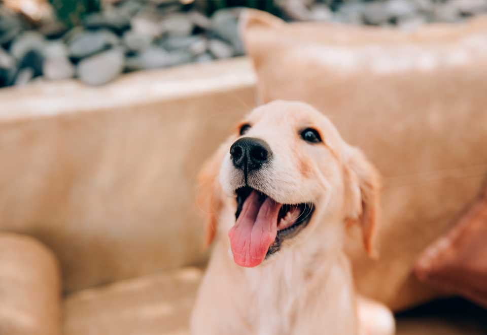 [Video] La forma de jugar de estos dos perros