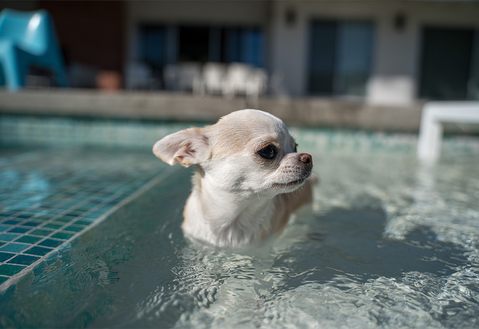 No todos nacen para el agua