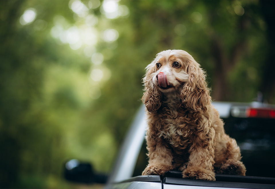 El perro que todos necesitan