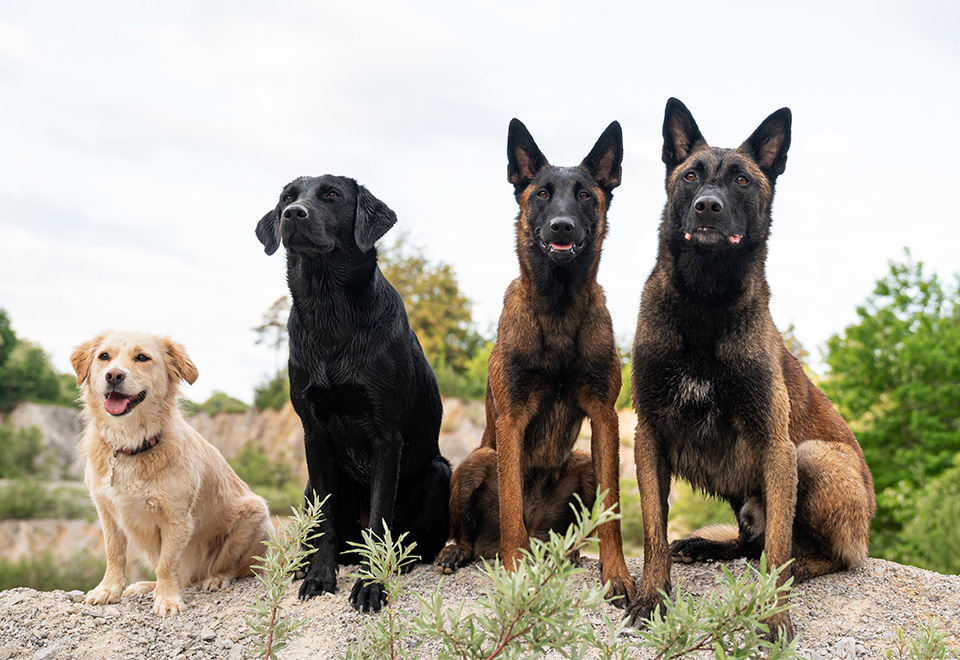 Tierna reacción de una manada