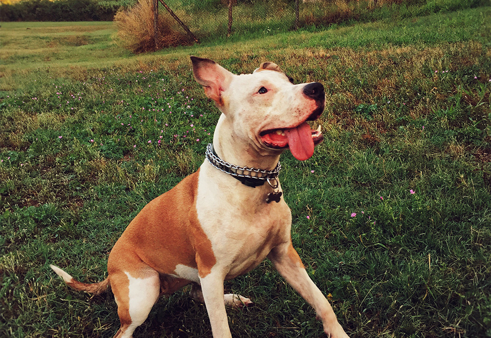 La reacción de un perro al perder a su amigo