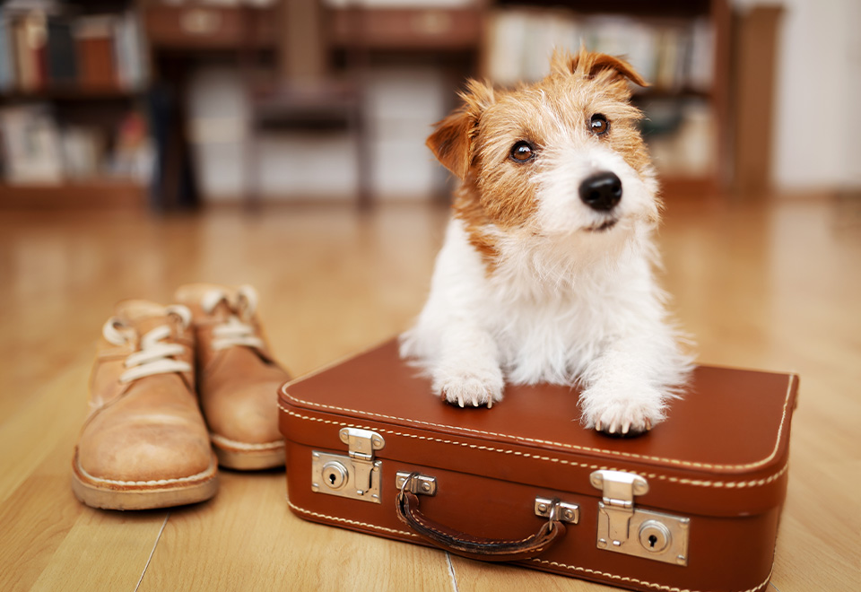 Listo para viajar