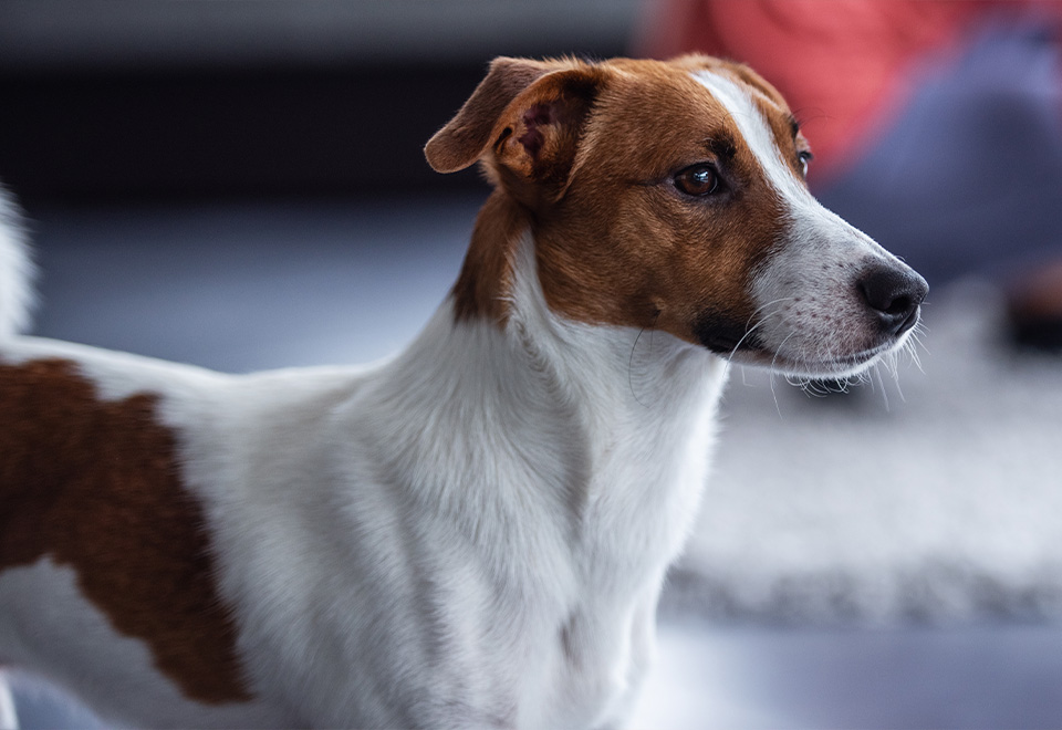 [Video] Curiosa reacción de un perro con su dueño