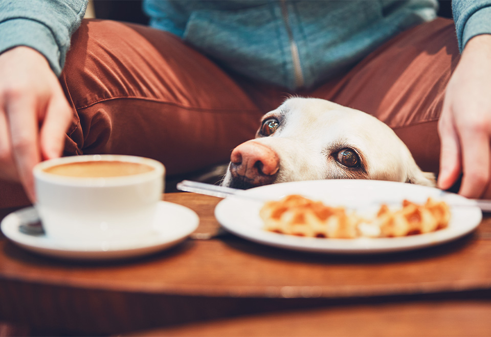 Graciosa reacción de un perro