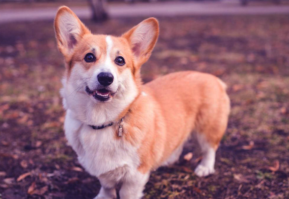 Una forma fácil de transportarse