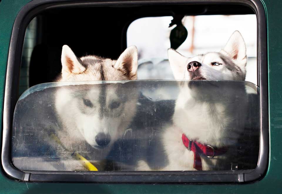 [Video] Perro se quedó dormido en el carro