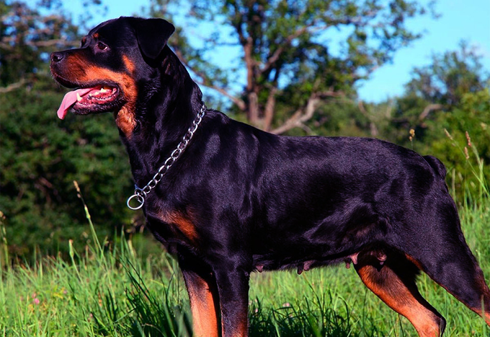 Sorprendente ataque de una araña gigante