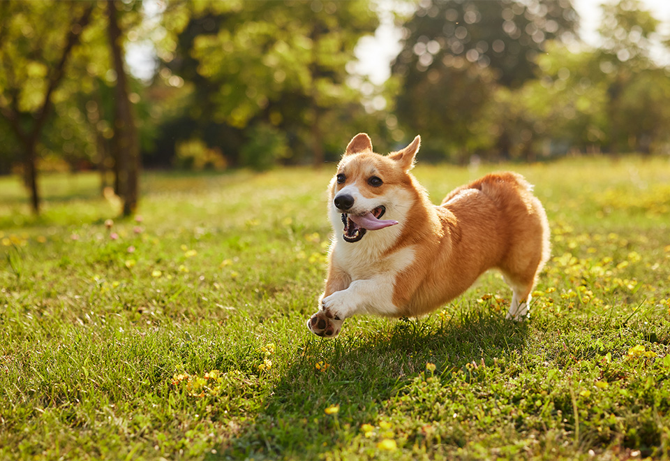 Divertida carrera perruna