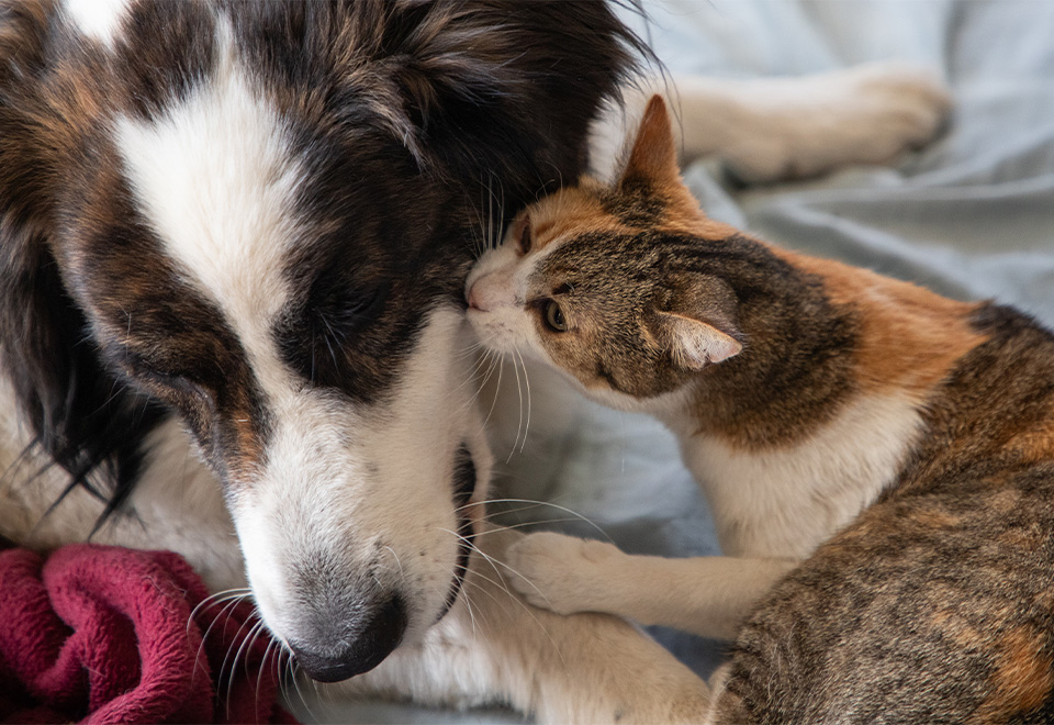 Hermosa reacción de un perro al conocer a sus nuevos amigos