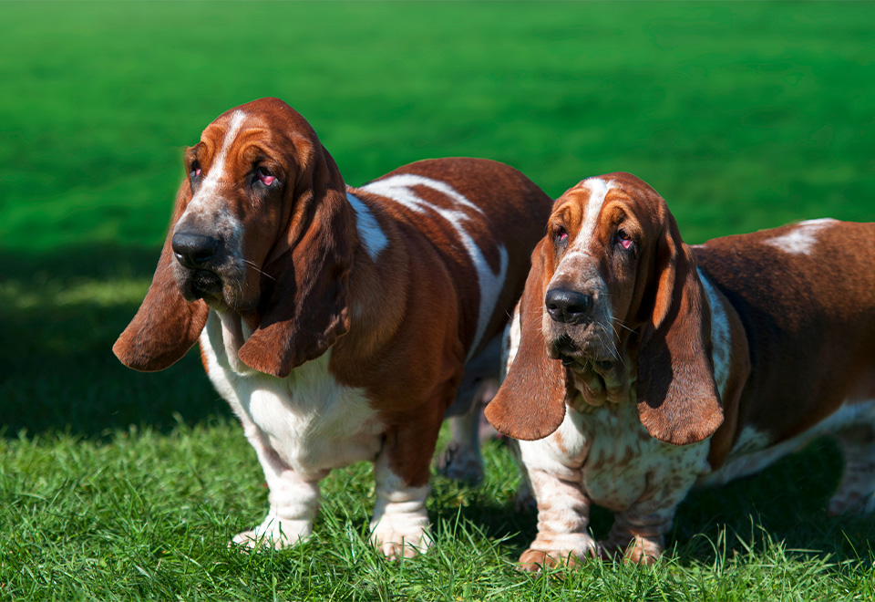 Perros trabajan por sus croquetas