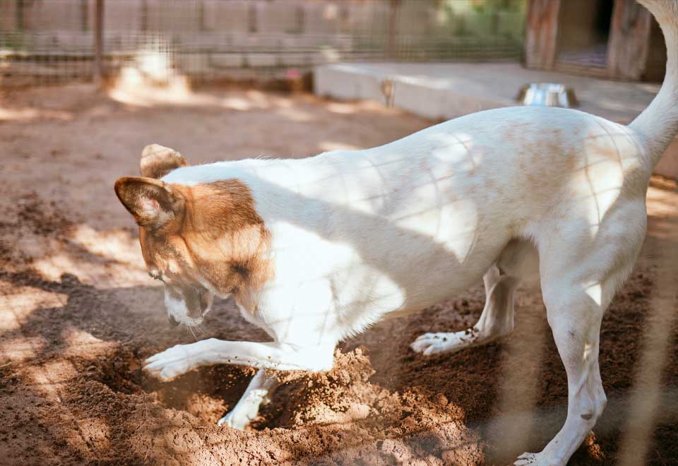 Perro ayuda a Jardinero en labores