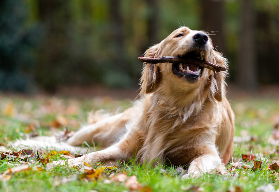[Video] Un perro que no se deja quitar su juguete
