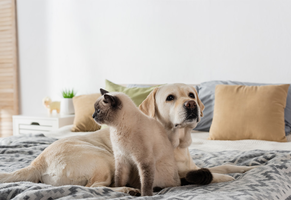 [Video] Impactante ataque de perros