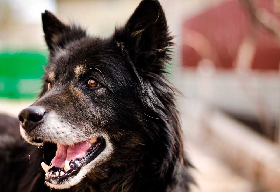 [Video] Perro canta con sus dueños