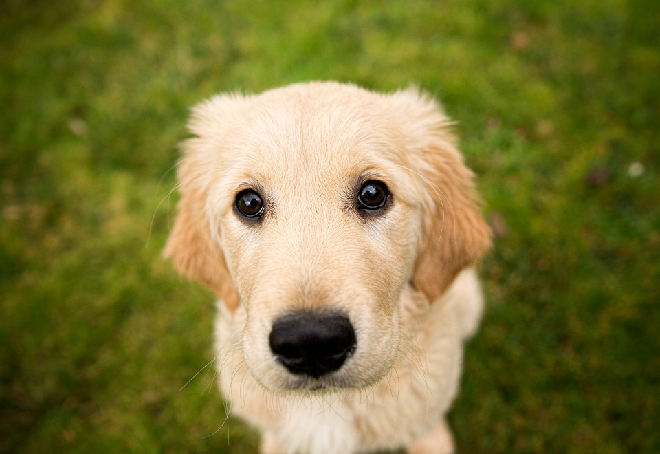 Tierna acción de un cachorro con su dueño
