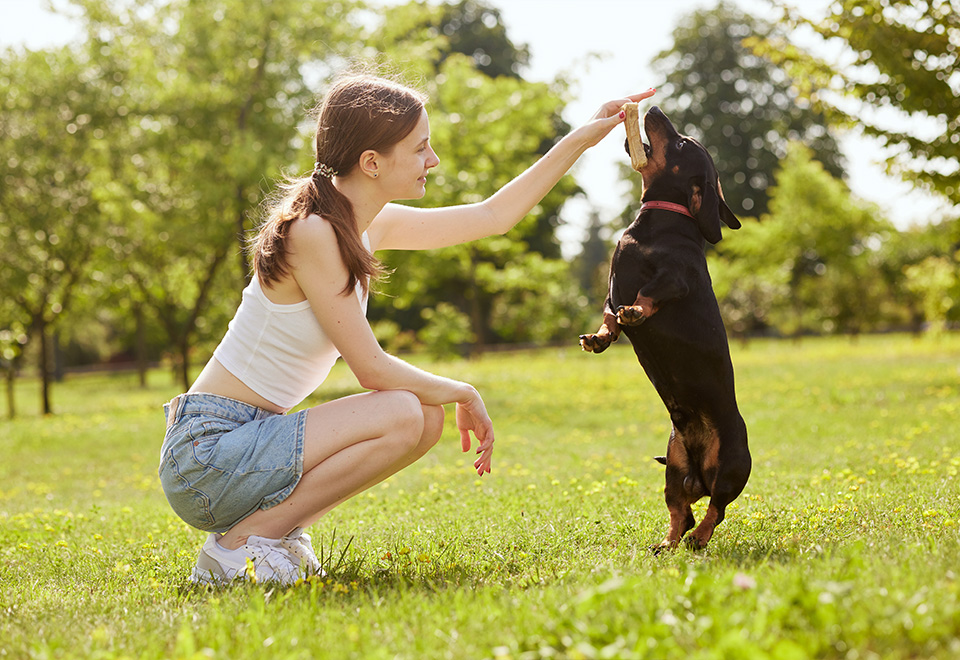 [Video] Acrobacias perrunas