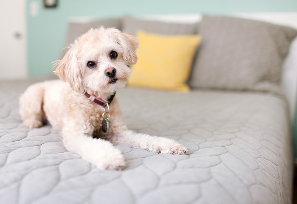 Mejor que una alarma