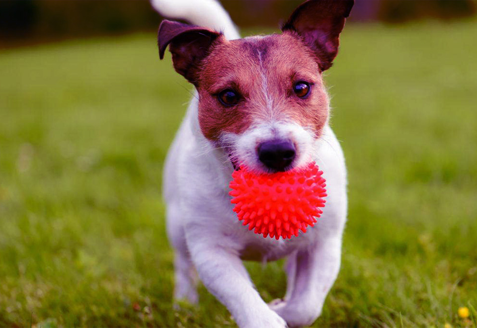 Felicidad a un lanzamiento de una pelota