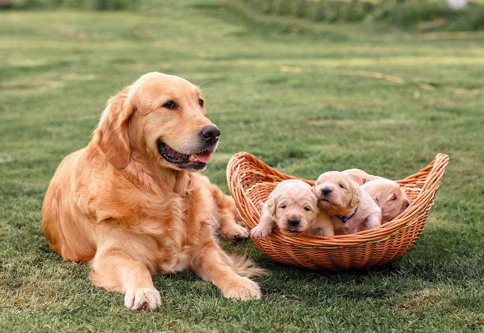 Amor de madre solo hay uno