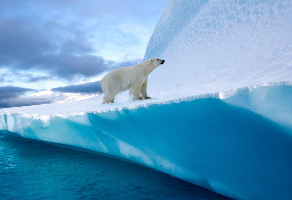 [Video] La inteligencia del oso polar es increíble