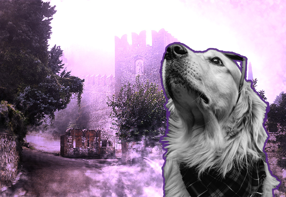 [Video] ¿Pueden los perros suicidarse?